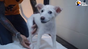 This happy little dog was run over by a car — but these people promised to do everything they could to make sure she got better ❤️ (via Dodo Impact) | The Dodo