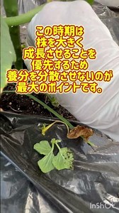 きゅうり栽培2026 ６月中旬#家庭菜園 #きゅうり栽培#きゅうり#夏すずみ#小野農園#ひな祭り #我が家 #北海道 #hokkaido #室蘭
