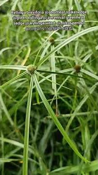 Kyllinga brevifolia @shortleaf spikesedge@green kyllinga@kyllinga weed @Jukut pendul @กกดอกขาว@短叶水蜈蚣