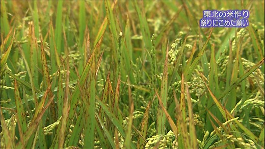 夏の冷害と冬の豪雪 | NHK for School