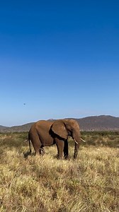 SAMBURU. Face to face with a true giant. 🐘💥 A massive bull elephant, calmly owning the land, reminding us who really rules the wild. This wasn’t just a sighting—it was a moment of respect, wonder, and pure adrenaline. Samburu neve It humbles you. It holds you. It stays with you. Would you stand this close to a giant?" The Next Crossing #kenyawildlife #kenya #wildlife #nature #wildlifephotography #africa #masaimara #naturephotography #magicalkenya #safari #kenyasafari #kenyanart #naturelovers #