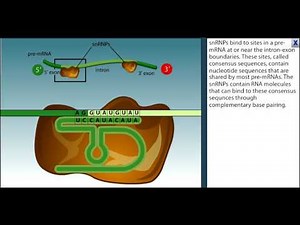 RNA Splicing Animation: There are 7 steps more details in text below.