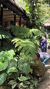 Tree ferns | Simply David & Jen