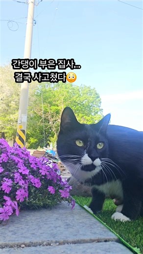 “간댕이 부은 집사… 결국 사고쳤다😳” #고양이 #집고양이 #캣집사 #고양이일상 #귀여운고양이#cat #catshorts #shorts #길고양이 #냥스타그램