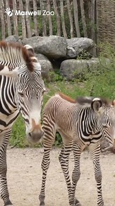 141K views · 12K reactions | Meet our newest “mischief maker”! 煉...