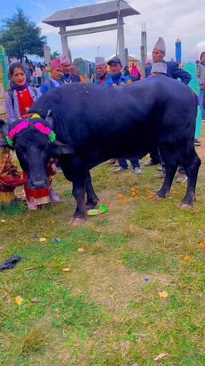 Jai mata | Naresh Thakur