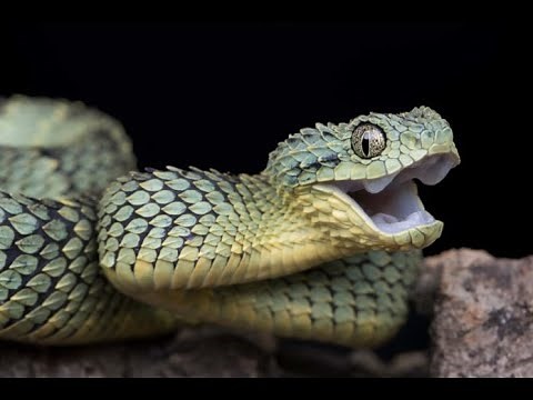 Snake Dissection! - Fall 2019