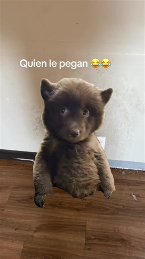 #Meme #MemeCut | memecut
