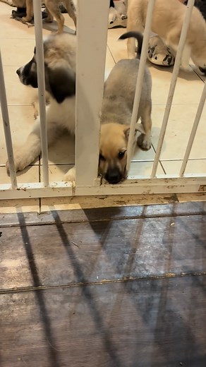 I have a small problem - that oddly enough needs to get a little bigger before it can be solved 😅. Basically, Cranberry REALLY wants to get adopted! She loves being around people and since she squeezes out whenever she wants, she has also become besties with the big dogs. We don’t know for sure what breed mix she and her siblings are, but they will likely be large to medium dogs, they are currently pretty vocal, and seem to be quite smart and moderately high energy. If your Thanksgiving is miss