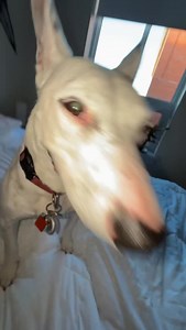 MisterMainer - Dmitry Pepper | Doodlebug’s first day at my apartment! (She went poop in the city park!) #dogs #city #dogs #apartment #meme #funny | Instagram