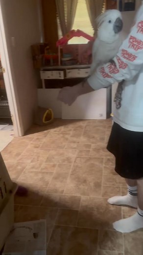 Buster the cockatoo loves his family. Bub-Bub time #parrotlife #family #cockatoos | Busterrthecockatoo