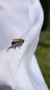 Bee poop & cleansing Flights #Beekeeping #beekeeper #Bees #honey #pollen