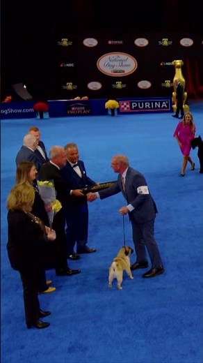 Vito the Pug wins Best in Show! 🏆🐶