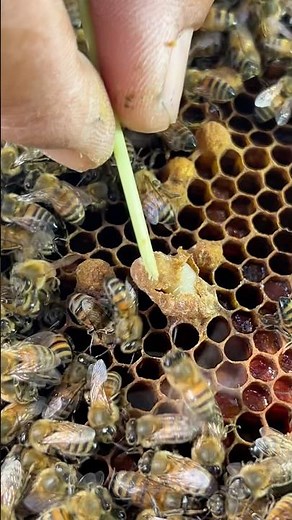 O😱G!! The big larval queen bee is broken in quee cell #animals #bee #honeybee #savethebees