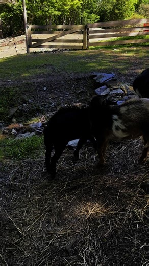 2.3K views · 247 reactions | The Farmily love to hang out together in the barnyard | Our Farmacy | Facebook