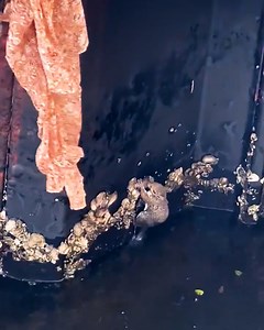 This squirrel got a second chance at life! ❤️ ViralHog | MetDaan Animals