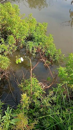 memancing Ikan Gabus #fishing #mancing #mancingmania #angler #ikan #fish #kolamikan #animals #mancin