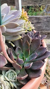 How to identify Echeveria Black Prince. Follow for succulent IDs! #plants #succulentidentification