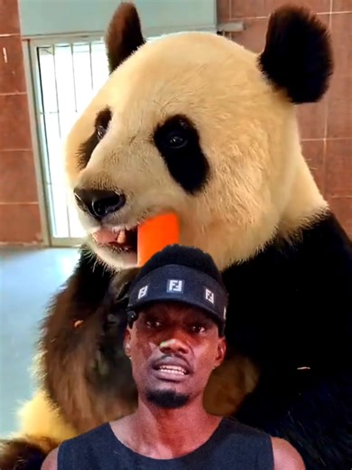 The Lazy Life of Pandas: Eating, Sleeping, and Surviving