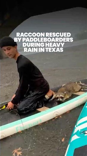 Raccoon rescued by paddleboarders during heavy rain in Austin, Texas