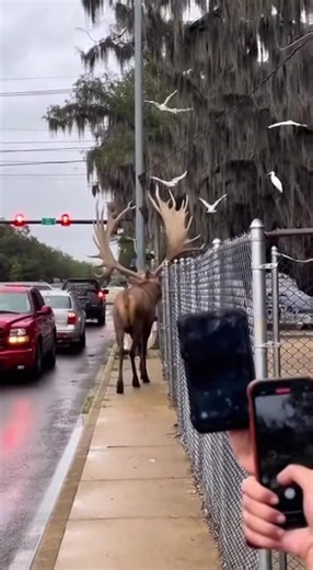 In a scene straight out of a nature documentary gone wild, Baton Rouge drivers were left in disbelief today as a colossal swamp deer casually strutted down the main road, its magnificent antlers swaying with each step! | Baton Rouge Breaking News