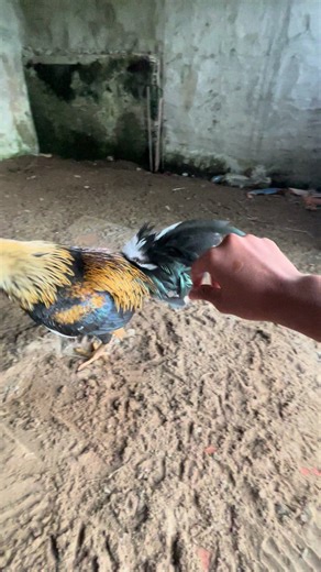 Mấy gà lỏ sao mà đá lại ae mà mà ae bl j qoài dạ mấy ah 😁🖕🏻👌#xuhuongggggggggggggg #lovetiktok #aexemvui🐓🌾🌾