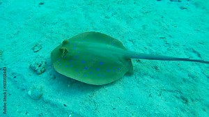 Top view of Reef Stingray swim over sandy bottom, close-up. Blue spotted Stingray or Bluespotted Ribbontail Ray (Taeniura lymma). Forward movement approaching the Stingray