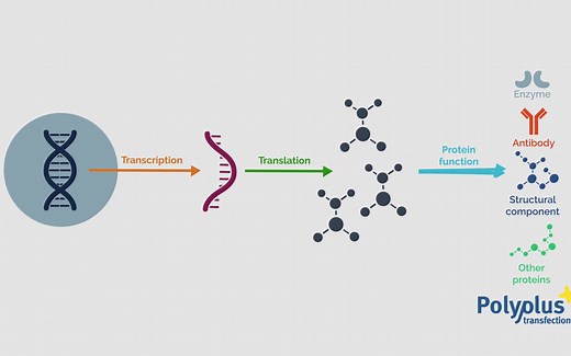 「Knowledge」什么是细胞转染？有哪些方法。What is transfection - Polyplus transfection