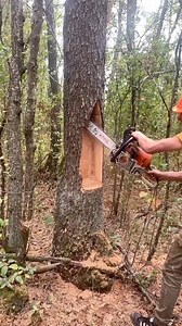 179K views · 568 reactions | #lumberjacklife #woodworking #timber #forest #sawdust #axeman #logcabin #outdoorsman #woodchopping #treefelling #hardwood #woodsmen #lumberjackstyle #woodgrain #woodpile | LumberJack Zu | Facebook