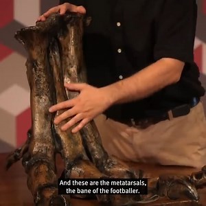 Learning about T-rex's feet and what that means for you.