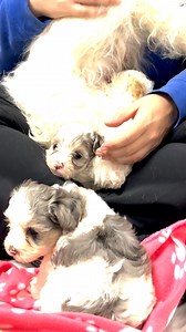 RESCUE UPDATE: Yesterday, our senior specialist of animal health sat down for some puppy snuggles and shared an update on the 250 dogs in our care following our rescue operation at two puppy mills in Oklahoma this week. 🙏 Please consider donating today to help these dogs and support all our lifesaving work. | Humane World for Animals