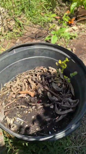 Growing Dioscorea alata also called ube, ubi, uwhi, purple yam, or greater yam in containers
