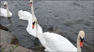 BioBlitz finds over 500 species