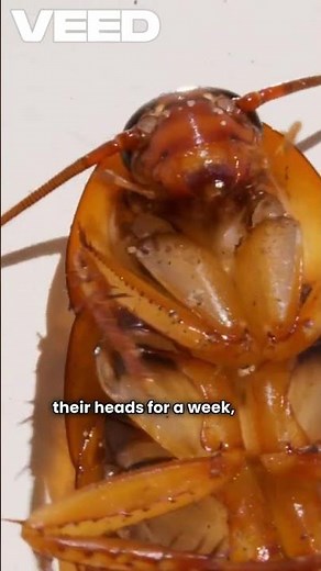 How Cockroaches Survive Anything