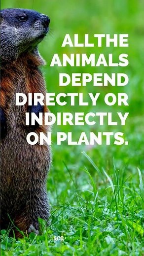 Understanding The Plant Life // Why plants are important - Scope Learn - 0001