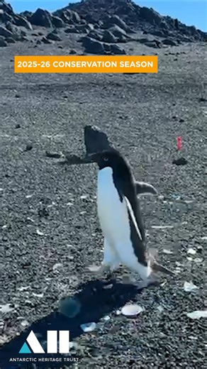Emma was busy plan drawing an artefact scatter at Pony Lake, Cape Royds, when a few curious visitors came say hello. Supervision was clearly required! 📷 Adélie penguins by Pony Lake, Cape Royds. © AHT/Emma St Pierre | Antarctic Heritage Trust