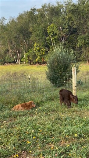 🐮 Mini Highland Calves in Texas! 🤠💛 Bring a little Highland charm to the Lone Star State! Our Mini Highland calves are gentle, fluffy, and raised with love for family farms, ranches, and homesteads across Texas. 🌾 These adorable mini cattle are known for their calm nature, hardiness, and that iconic Highland look perfect for anyone wanting something unique for their land. 🌿 Message us to connect with trusted breeders, learn about available calves, and explore delivery options anywhere in Te