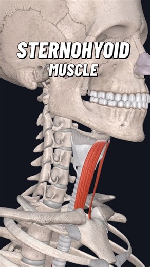 Bradley Blair Osteopath on Instagram: "The sternohyoid muscle is a thin, strap-like muscle located in the anterior neck. It originates from the posterior surface of the manubrium of the sternum and the medial end of the clavicle. From there, it runs superiorly to insert onto the body of the hyoid bone. This muscle is part of the infrahyoid group and plays a role in depressing the hyoid bone after it has been elevated during swallowing or speech. By lowering the hyoid, it assists in stabilising t