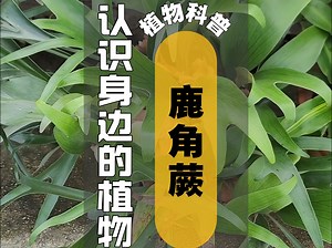 植物科普 I 鹿角蕨