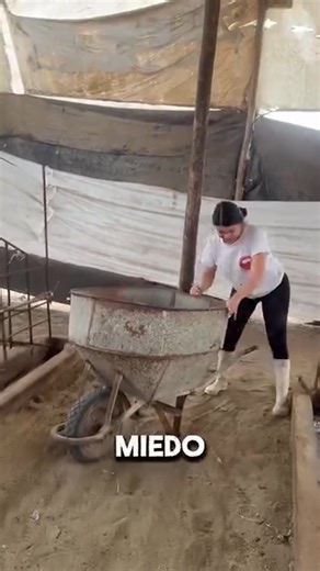 Caring for a Beautiful German Pietrain Pig on the Farm