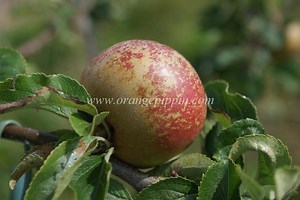 Egremont Russet - Alchetron, The Free Social Encyclopedia