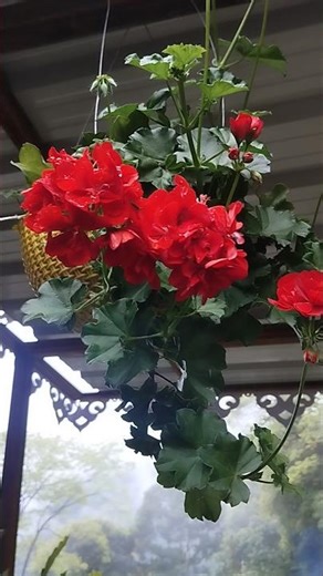 secret tips for hanging geranium #fertilizer
