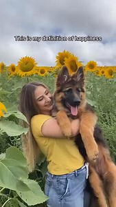 18K views · 426 reactions | Believe it or not, this was Penny at 5 months old! She was a big puppy! #Germanshepherd #gsdofinstagram #gsdlove #gsdpuppy #germanshepherdsofinstagram #germanshepherddog #gsdstagram #dogoftheday #doglover #gsdsofigworld #ilovemydog #petstagram #gsdofig #gsdlover #gsdpage #pets #gsdloverss #puppylove #germanshepherds #shepherd #puppies #gsdsofinstagram #instagsd #puppiesofinstagram #germanshepherdopuppy #k9 | Ruby the Germanshepherd. | Facebook