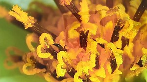 Watch Koolertron 9 inch LCD Digital Microscope on Amazon Live