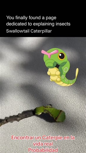 Explaining Insects 🦋 on Instagram: "Caterpie is a Pokémon inspired by real caterpillars—especially swallowtail caterpillars. Caterpie looks the way it does because many real caterpillars use camouflage and mimicry to survive. Its green body helps it blend into leaves, while the red antenna-like feature mirrors the osmeterium found in swallowtail caterpillars—a real defensive organ used to scare predators. Just like real caterpillars, Caterpie represents early growth, vulnerability, and transfor