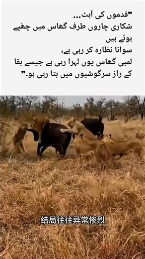 tiger Bull 🐂 #unfrezzmyaccount #youtubeshorts