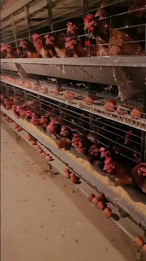 A Walk Inside a Caged Chicken Farm in Rural China 🐔🥚 | Egg-Laying Hens in Action 💥