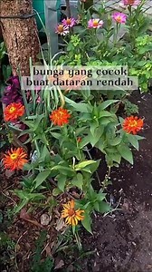 rekomendasi 4 bunga minim perawatan. #garden #viral #fyp #bunga #flowers