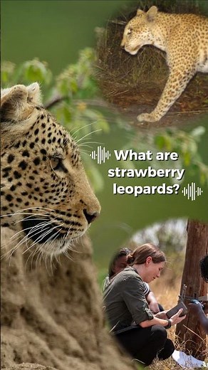 What are strawberry leopards?