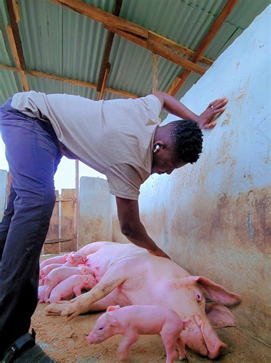 1st Time Mama Pig Gives Birth to 11 Piglets | Pig Farming Celebration